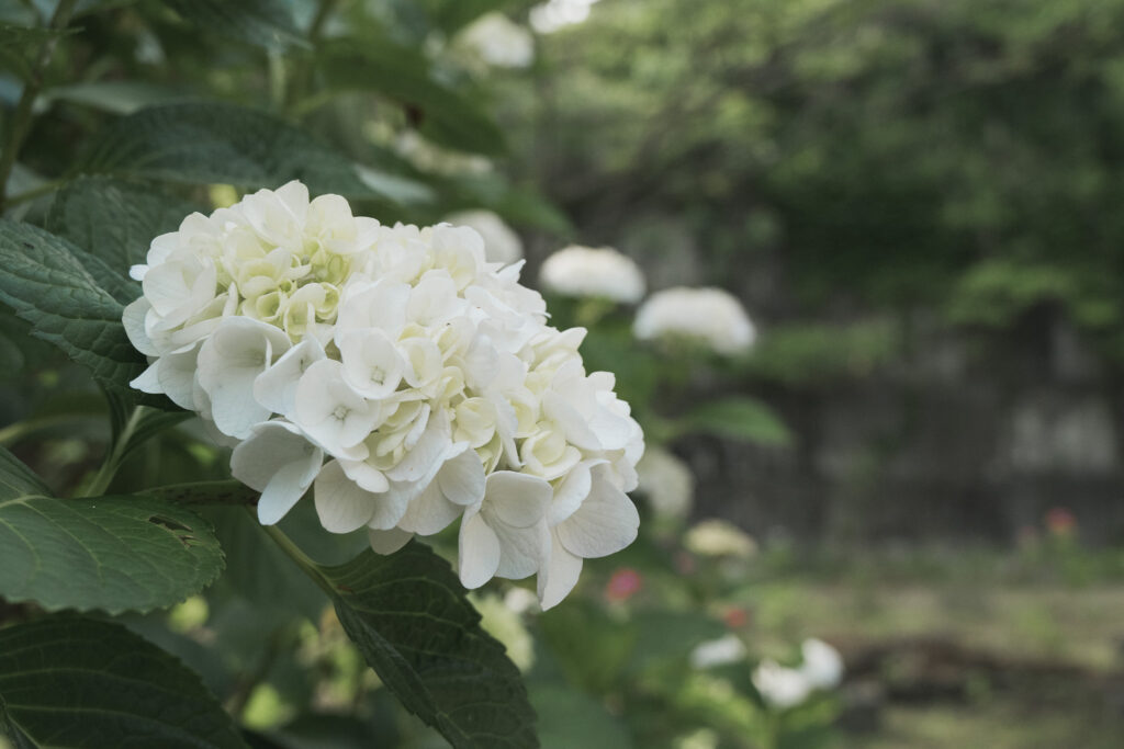 紫陽花