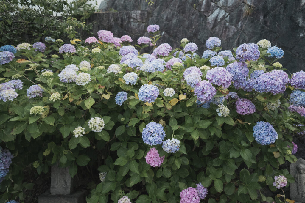 紫陽花